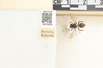 Media type: image;   Entomology 770215 Aspect: Labels